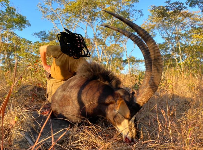 Zimbabwe Cape Buffalo Safari in The Chiredzi River Conservancy in